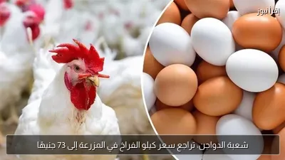 شعبة الدواجن: تراجع سعر كيلو الفراخ في المزرعة إلى 73 جنيهًا