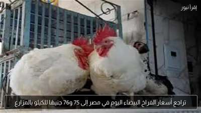 تراجع أسعار الفراخ البيضاء اليوم في مصر إلى 75 و76 جنيهًا للكيلو بالمزارع