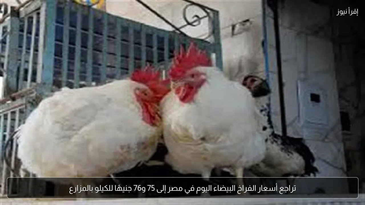 تراجع أسعار الفراخ البيضاء اليوم في مصر إلى 75 و76 جنيهًا للكيلو بالمزارع