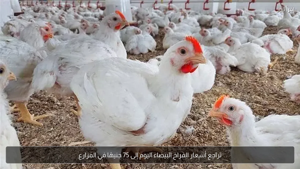 تراجع أسعار الفراخ البيضاء اليوم إلى 75 جنيهًا في المزارع