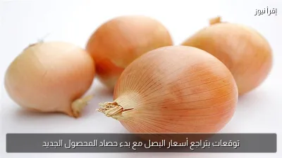 توقعات بتراجع أسعار البصل مع بدء حصاد المحصول الجديد