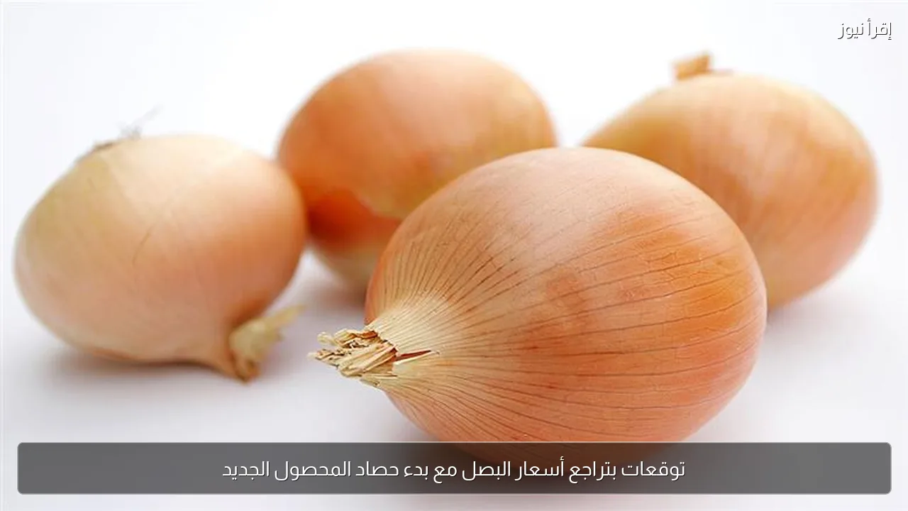 توقعات بتراجع أسعار البصل مع بدء حصاد المحصول الجديد