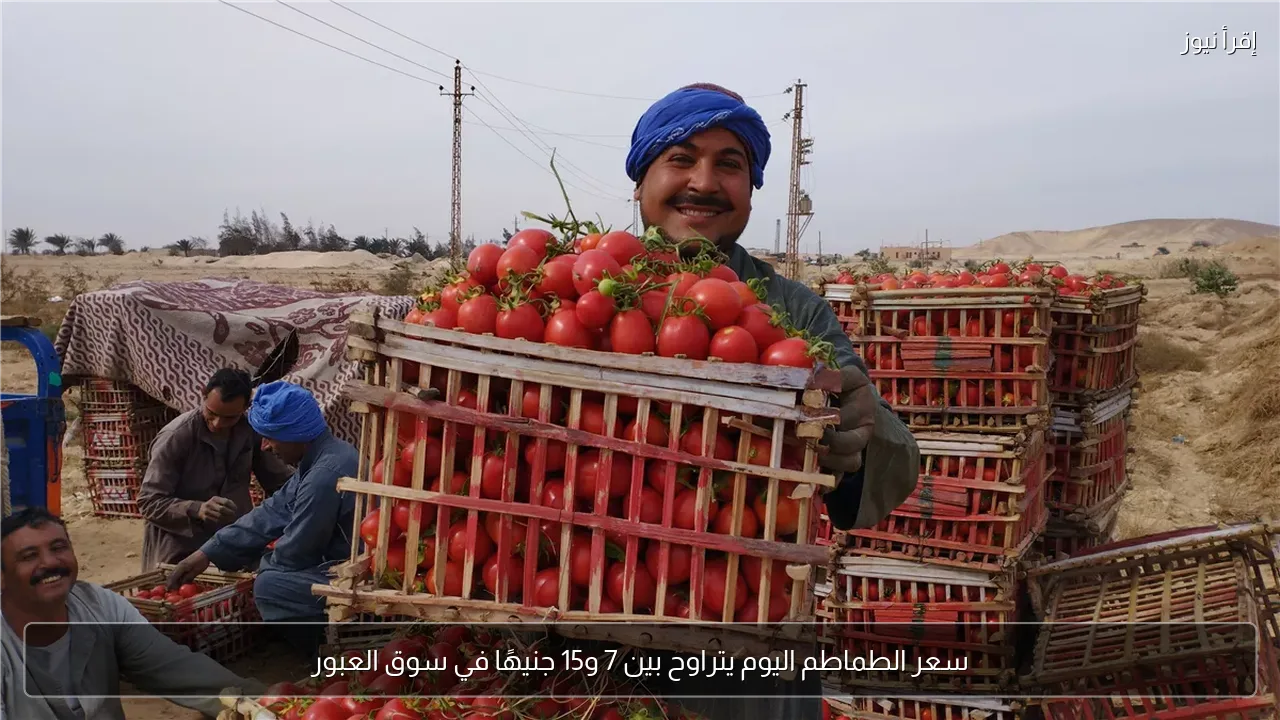 سعر الطماطم اليوم يتراوح بين 7 و15 جنيهًا في سوق العبور