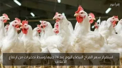 استقرار سعر الفراخ البيضاء اليوم عند 74 جنيها وسط تحذيرات من ارتفاع الأعلاف