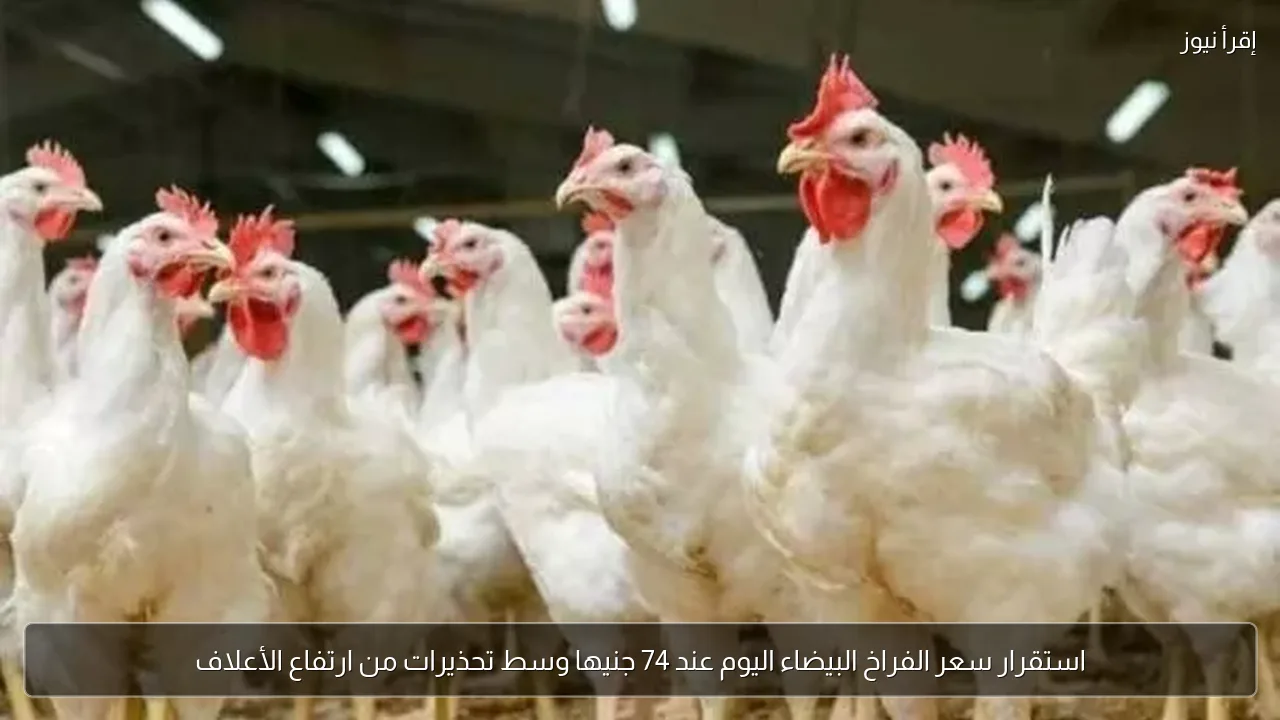 استقرار سعر الفراخ البيضاء اليوم عند 74 جنيها وسط تحذيرات من ارتفاع الأعلاف