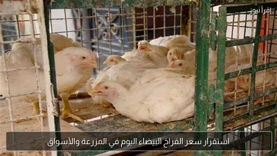 استقرار سعر الفراخ البيضاء اليوم في المزرعة والأسواق