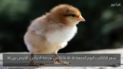 سعر الكتاكيت اليوم الجمعة 30-10-2026 في بورصة الدواجن.. الأبيض بين 30 و36 جنيهًا