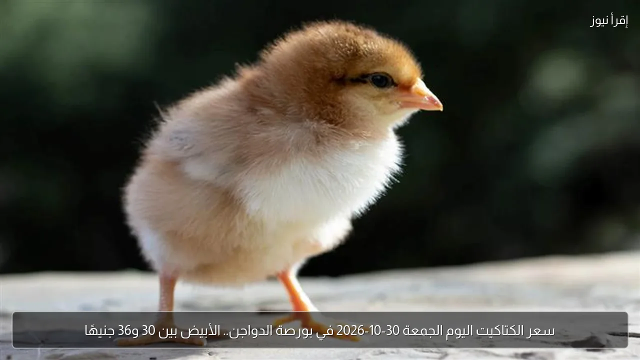 سعر الكتاكيت اليوم الجمعة 30-10-2026 في بورصة الدواجن.. الأبيض بين 30 و36 جنيهًا