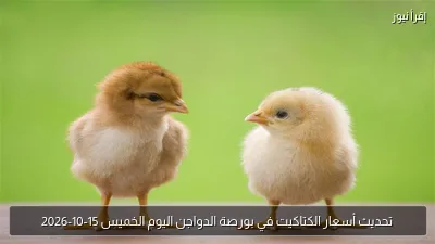 تحديث أسعار الكتاكيت في بورصة الدواجن اليوم الخميس 15-10-2026