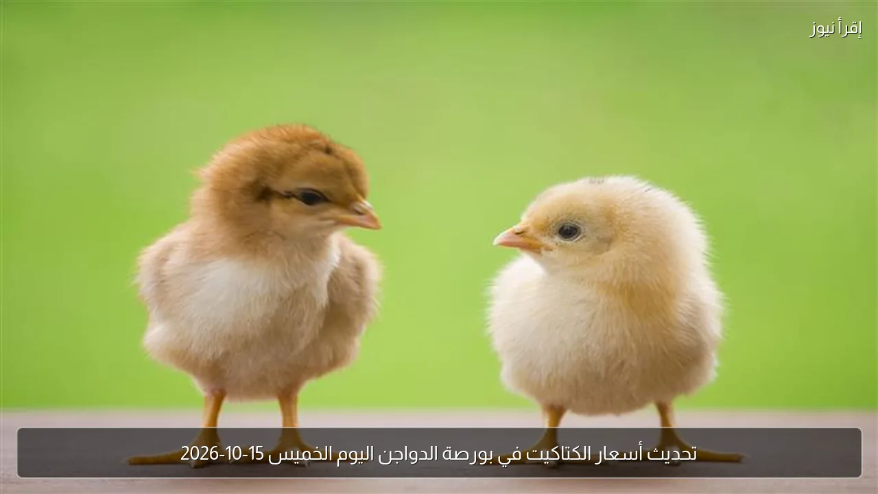 تحديث أسعار الكتاكيت في بورصة الدواجن اليوم الخميس 15-10-2026