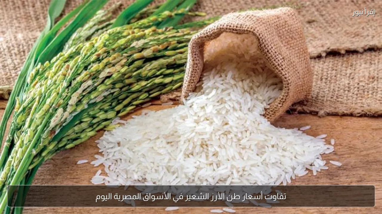 تفاوت أسعار طن الأرز الشعير في الأسواق المصرية اليوم