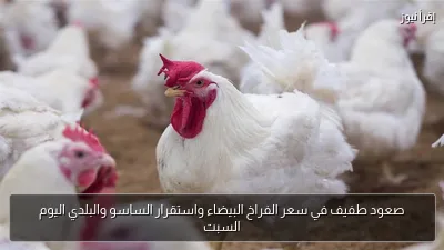 صعود طفيف في سعر الفراخ البيضاء واستقرار الساسو والبلدي اليوم السبت