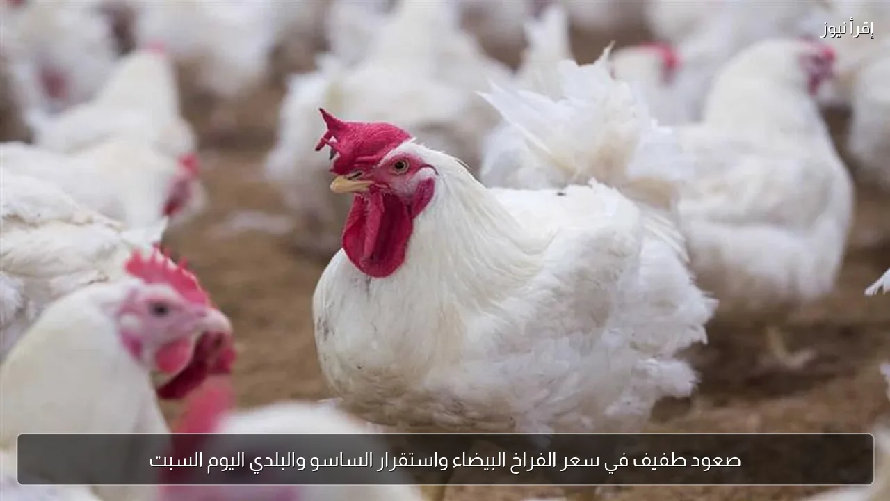 صعود طفيف في سعر الفراخ البيضاء واستقرار الساسو والبلدي اليوم السبت
