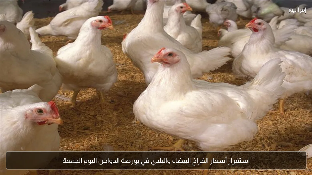 استقرار أسعار الفراخ البيضاء والبلدي في بورصة الدواجن اليوم الجمعة
