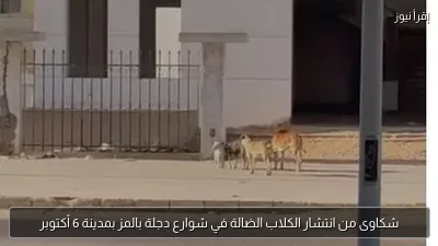 شكاوى من انتشار الكلاب الضالة في شوارع دجلة بالمز بمدينة 6 أكتوبر
