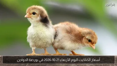 أسعار الكتاكيت اليوم الأربعاء 21-10-2026 في بورصة الدواجن