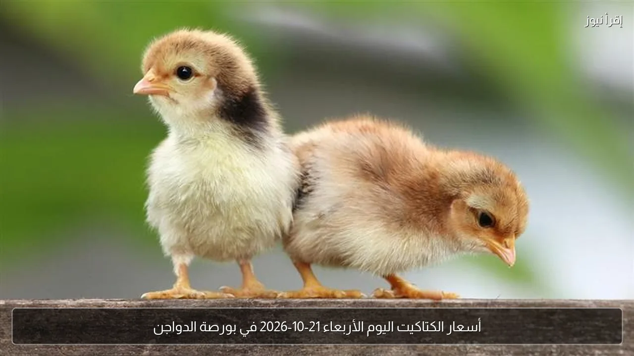 أسعار الكتاكيت اليوم الأربعاء 21-10-2026 في بورصة الدواجن