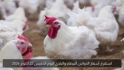 استقرار أسعار الدواجن البيضاء والبلدي اليوم الخميس 22 أكتوبر 2026