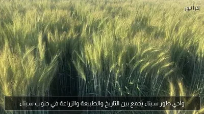 وادي طور سيناء يجمع بين التاريخ والطبيعة والزراعة في جنوب سيناء