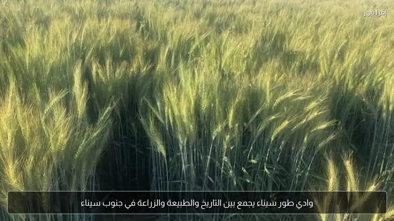 وادي طور سيناء يجمع بين التاريخ والطبيعة والزراعة في جنوب سيناء
