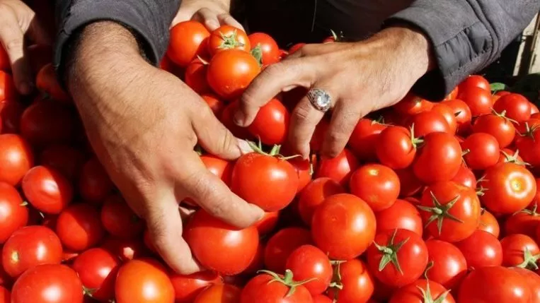 أسباب ارتفاع أسعار الطماطم