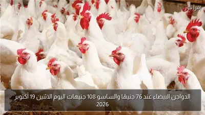 الدواجن البيضاء عند 76 جنيهًا والساسو 108 جنيهات اليوم الاثنين 19 أكتوبر 2026