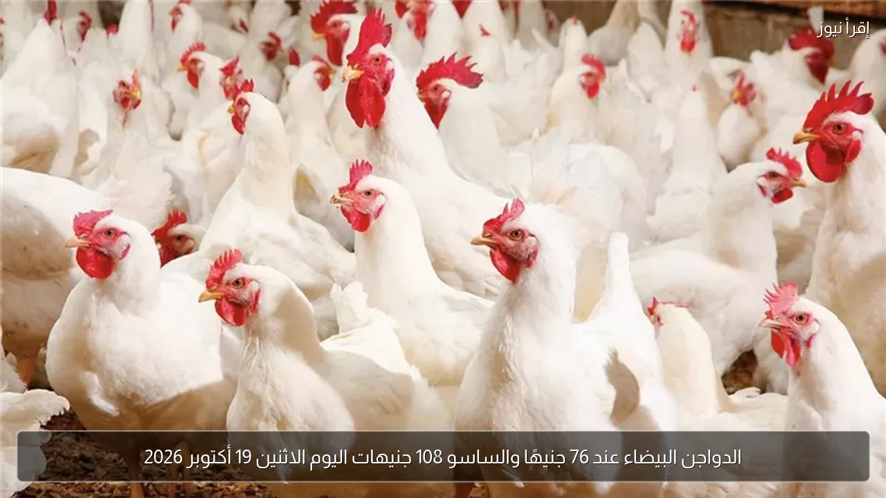 الدواجن البيضاء عند 76 جنيهًا والساسو 108 جنيهات اليوم الاثنين 19 أكتوبر 2026