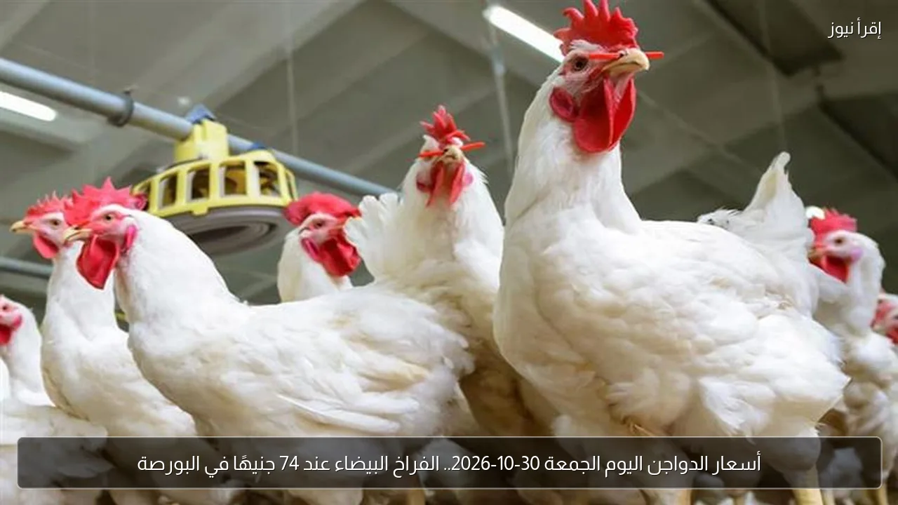 أسعار الدواجن اليوم الجمعة 30-10-2026.. الفراخ البيضاء عند 74 جنيهًا في البورصة