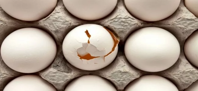 أسعار البيض اليوم