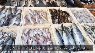 البلطي يبدأ من 63 جنيهًا والجمبري الجامبو يصل إلى 1150 جنيهًا للكيلو