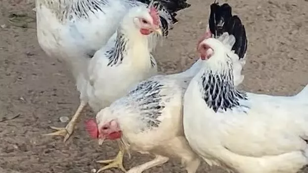 أسعار الفراخ البيضاء اليوم