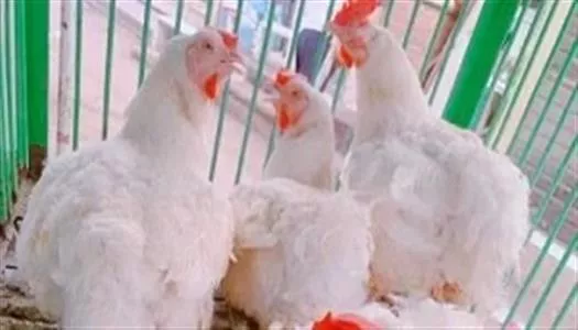 أسعار الفراخ البيضاء اليوم