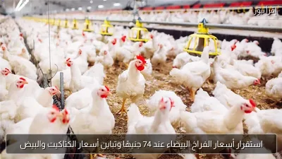 استقرار أسعار الفراخ البيضاء عند 74 جنيهًا وتباين أسعار الكتاكيت والبيض