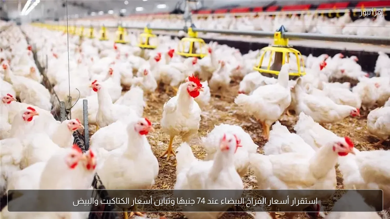 استقرار أسعار الفراخ البيضاء عند 74 جنيهًا وتباين أسعار الكتاكيت والبيض