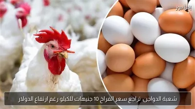 شعبة الدواجن: تراجع سعر الفراخ 10 جنيهات للكيلو رغم ارتفاع الدولار