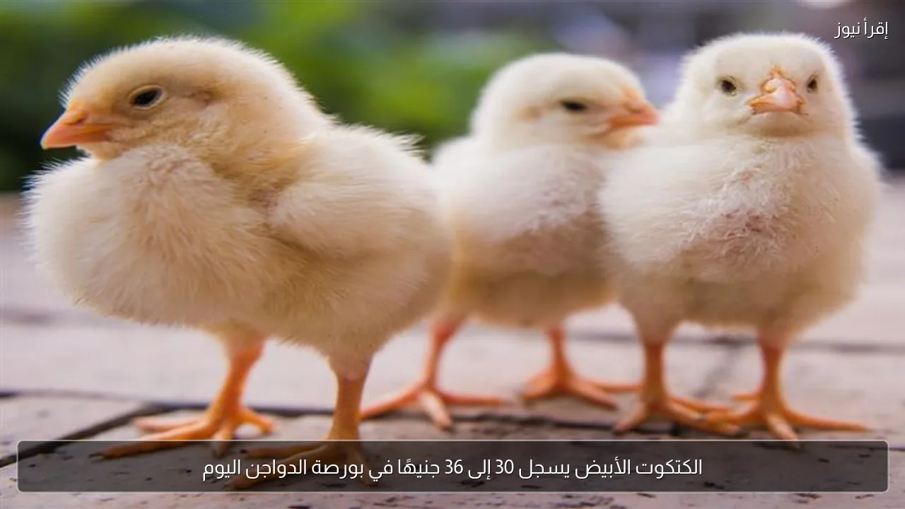 الكتكوت الأبيض يسجل 30 إلى 36 جنيهًا في بورصة الدواجن اليوم