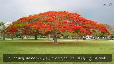 القاهرة تتيح شراء الأشجار بتخفيضات تصل إلى 60% وخدمة زراعة مجانية