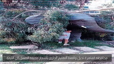 محافظة القاهرة تحيل واقعة التقليم الجائر بأشجار حديقة الطفل إلى النيابة