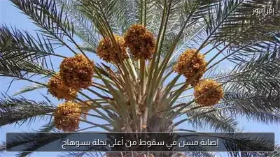 إصابة مسن في سقوط من أعلى نخلة بسوهاج