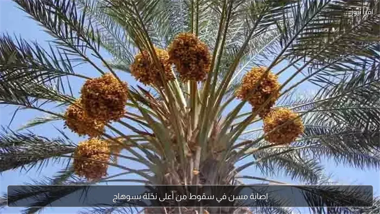إصابة مسن في سقوط من أعلى نخلة بسوهاج