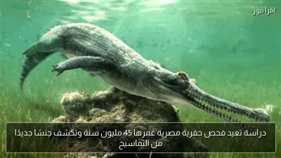 دراسة تعيد فحص حفرية مصرية عمرها 45 مليون سنة وتكشف جنسًا جديدًا من التماسيح