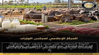الوزراء: أعداد الماشية في مصر ارتفعت إلى 8.6 مليون رأس والإنتاج المحلي زاد