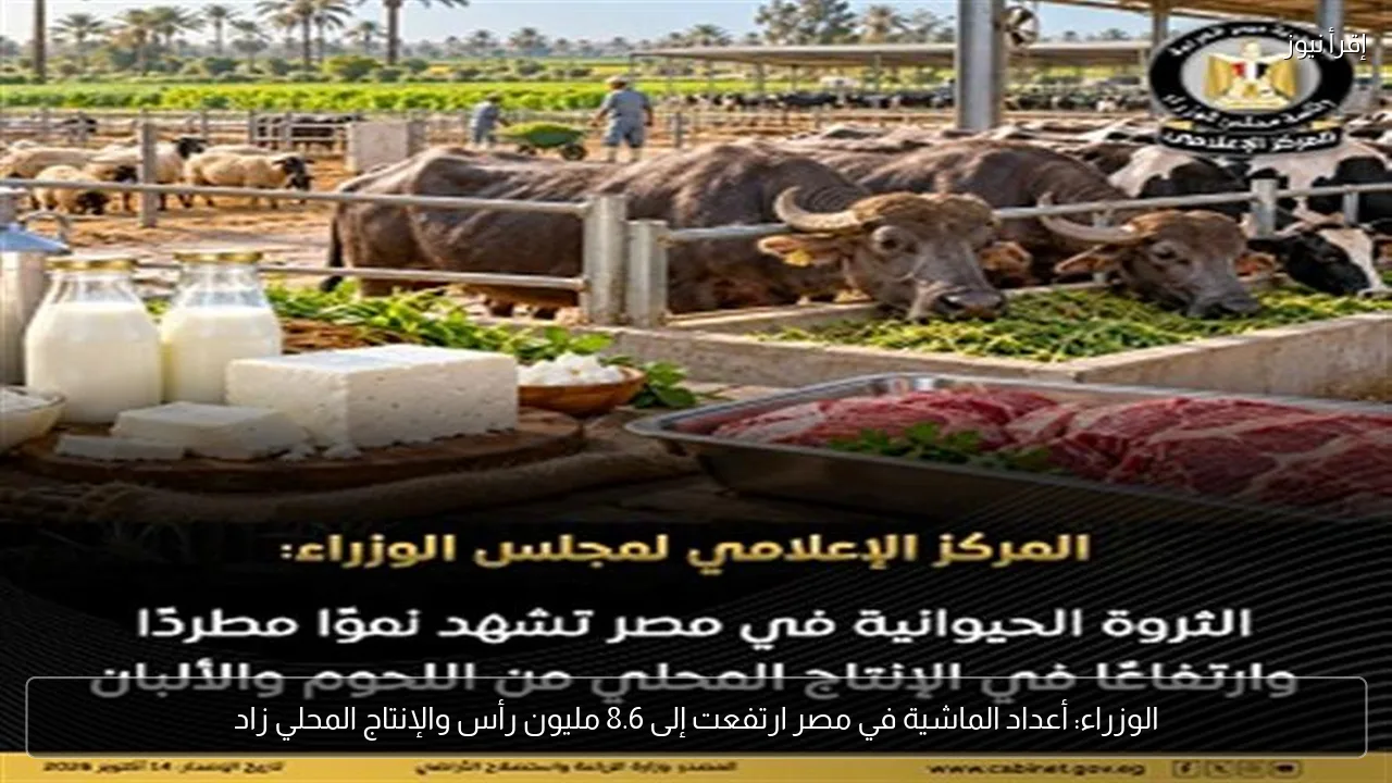 الوزراء: أعداد الماشية في مصر ارتفعت إلى 8.6 مليون رأس والإنتاج المحلي زاد