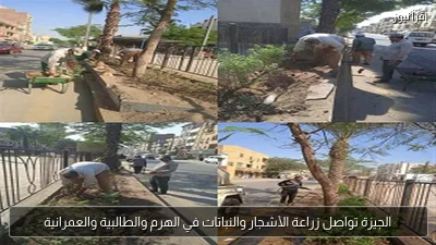 الجيزة تواصل زراعة الأشجار والنباتات في الهرم والطالبية والعمرانية
