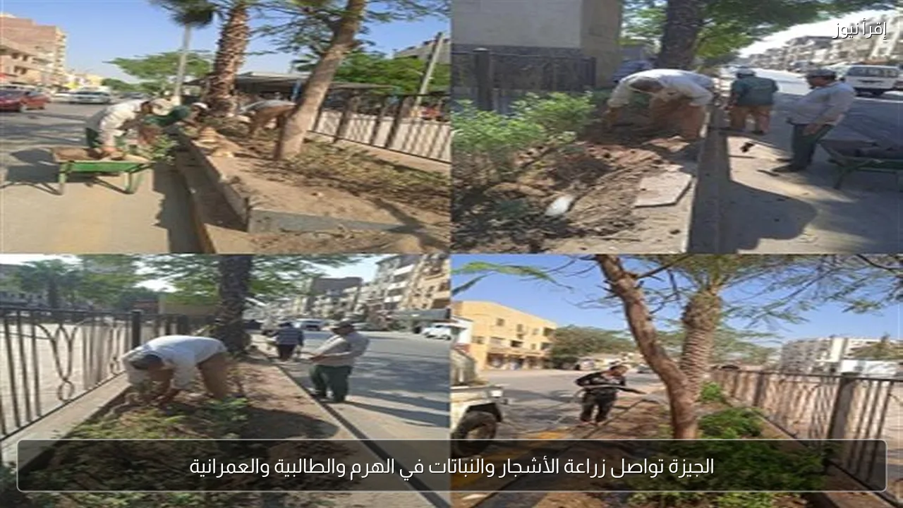 الجيزة تواصل زراعة الأشجار والنباتات في الهرم والطالبية والعمرانية