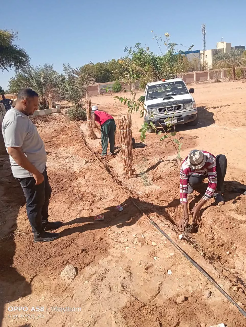مبادرة بالوادي الجديد لتجميل شوارع موط وزيادة المساحات الخضراء