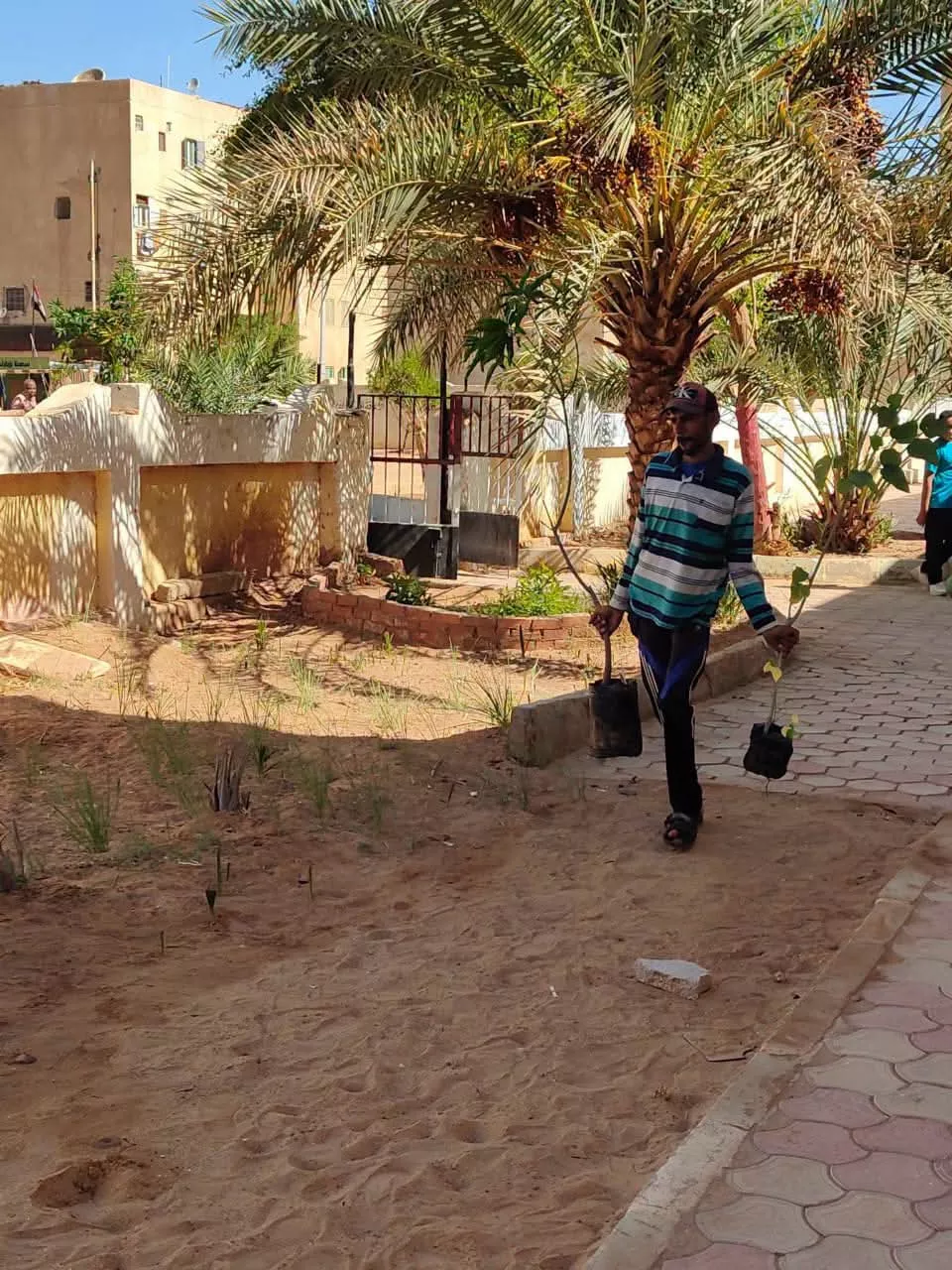 مبادرة بالوادي الجديد لتجميل شوارع موط وزيادة المساحات الخضراء