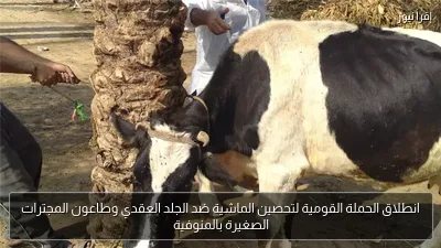 انطلاق الحملة القومية لتحصين الماشية ضد الجلد العقدي وطاعون المجترات الصغيرة بالمنوفية