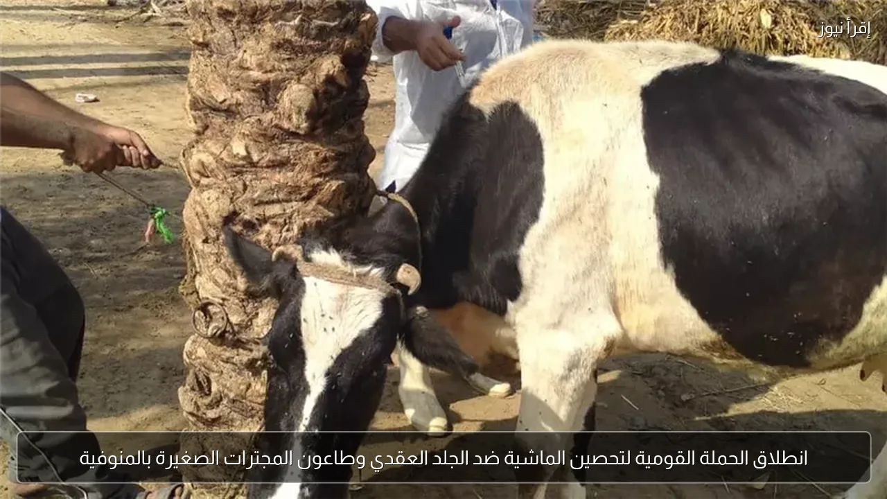 انطلاق الحملة القومية لتحصين الماشية ضد الجلد العقدي وطاعون المجترات الصغيرة بالمنوفية