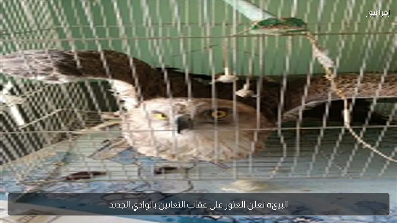 البيئة تعلن العثور على عقاب الثعابين بالوادي الجديد